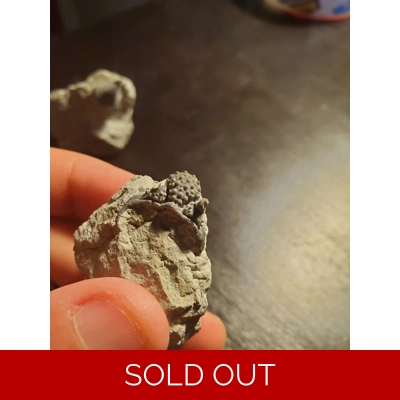 Encrinurus Punctatus Trilobite Fossil